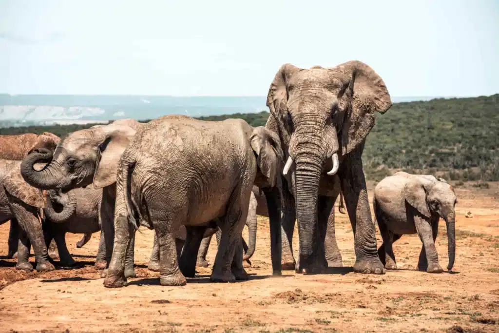 Addo Elephant National Park